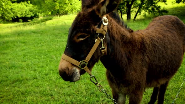 The Donkey Grazes in the Meadow