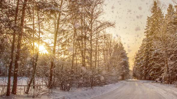 Soft Snowfall in the Winter Snowy Forest Evening Winter Landscape Spruce Branch in the Snow