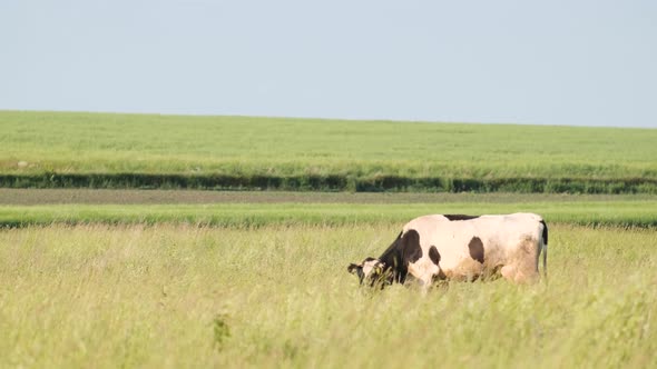 A Black and White Cow Grazes in a Large Grass in the Middle of a Field Meadow on a Sunny Day