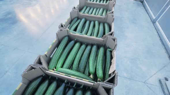 Cultivated Cucumbers in Boxes. Agriculture, Farming, Food Production Concept.