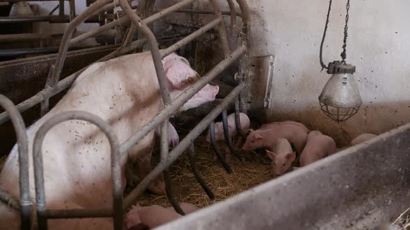 Pigs on Livestock Farm, Pigs Farm, Livestock Farm. Modern Agricultural Pigs Farm