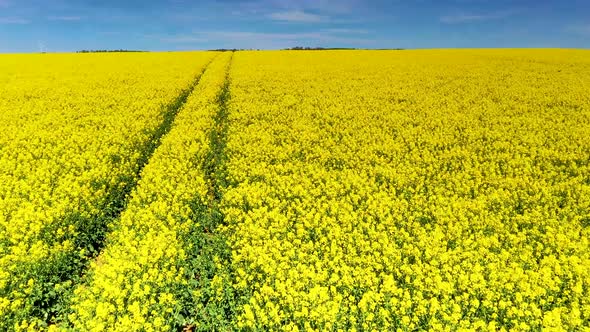 Drone video of flight over blooming and yellow shining rape fields