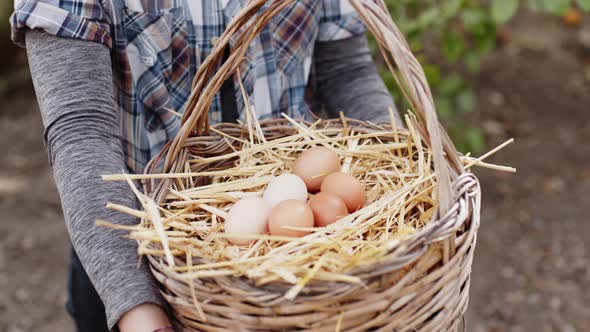 Fresh Chicken Eggs in the Basket