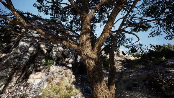 Lonely Tree on a Top Mountain in the Evening