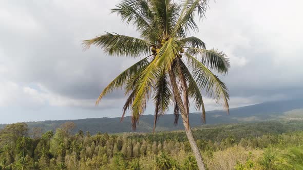 Tropical Landscape with Agricultural Land in Indonesia