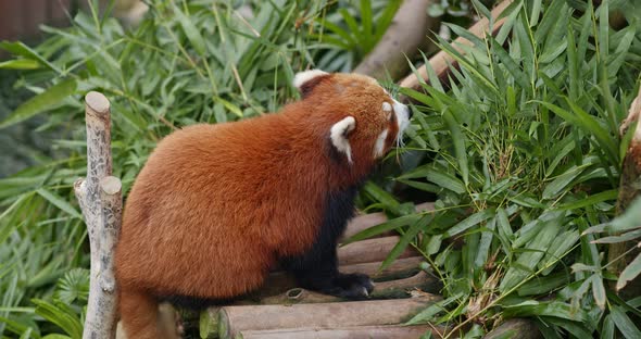 Red panda