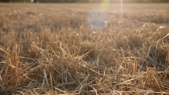 Mowed Sticks From Wheat on the Field