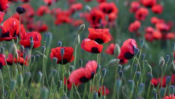 Poppies