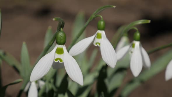 Slow motion of common snowdrops early spring sign close-up  1920X1080 HD footage - White Galanthus n