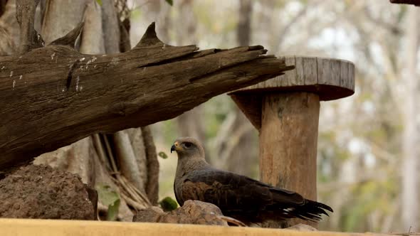 A gray hawk perched on a tree in the Brazilian Pantanal