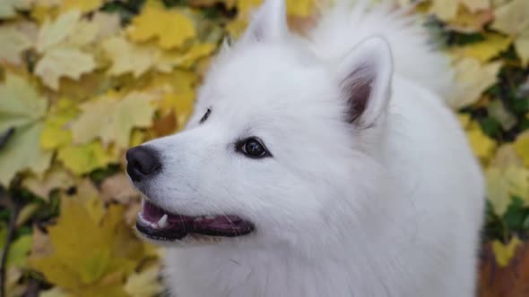 An Overhead View of a Fluffy Samoyed Spitz Smiling with His Head Up Against a Background of Golden