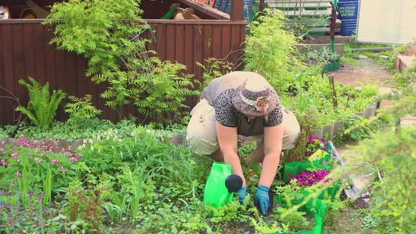 A Woman is Squatting and Planting a Young Rose Bush in a Hole