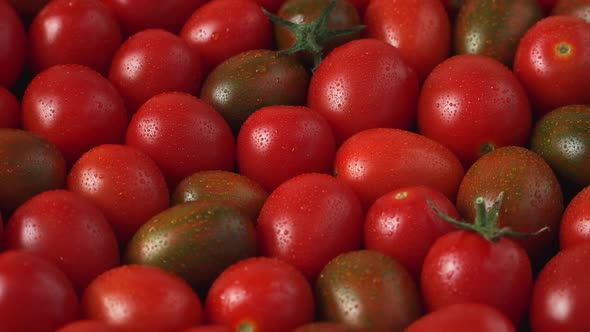 Close Up of Fresh Red and Black Tomato with Dewdrop Rotate on Board