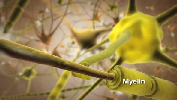 The Human nervous system 3d medical animation