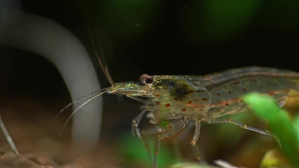 Aquarium And Shrimp