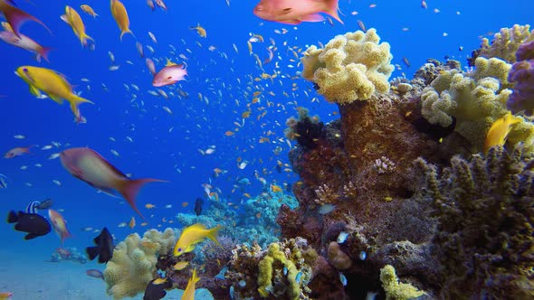 Underwater Scene Coral Reef