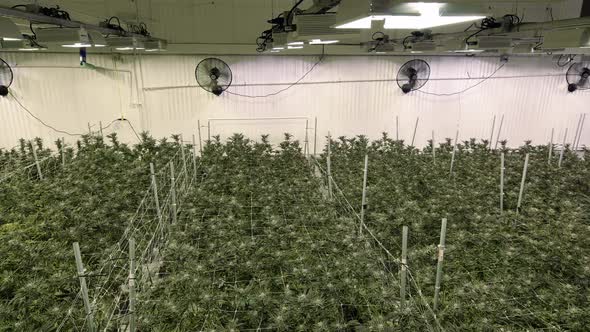 Marijuana Industry Commercial Grow Operation For Treatment And Recreation Business alt