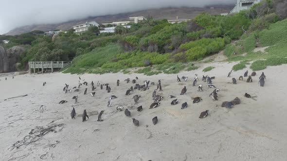 colony of penguins on cliff beach