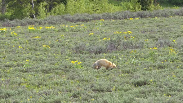 Red fox hunting for rodents as it leaps into the air to pounce