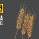 Wheat Skull 3d - VideoHive Item for Sale