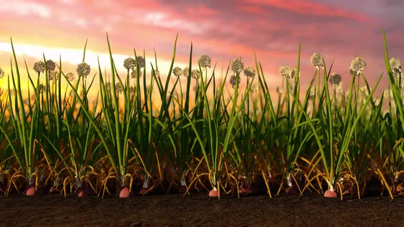 Onion With Sunset Background