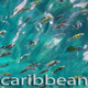 Fishes In Caribbean Sea - VideoHive Item for Sale