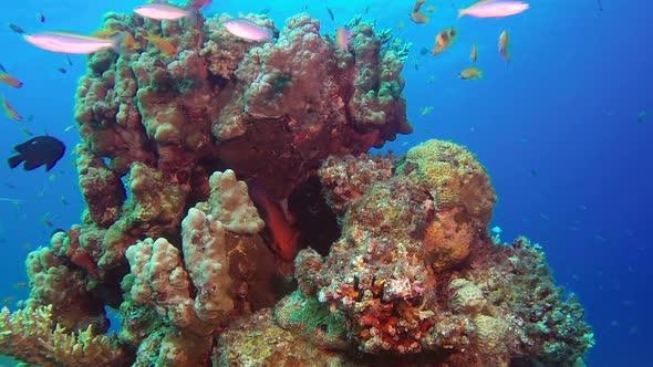 Tropical Corals Reef