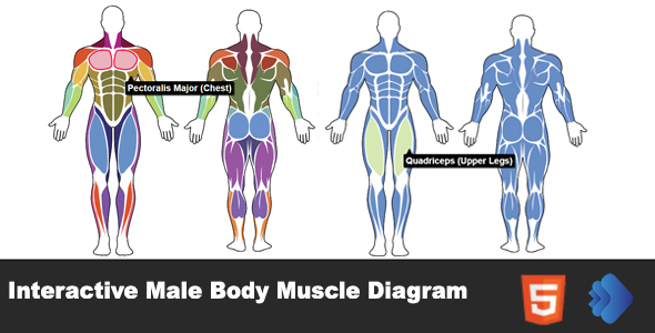 Interactive Male Body Muscle Diagram
