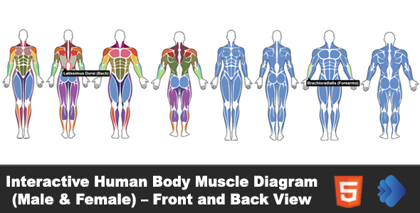 Interactive Human Body Muscle Diagram (Male & Female) – Front and Back View