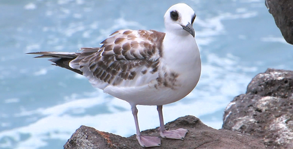 White Tailed Female Tropicbird