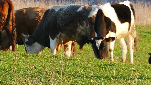 Cows Grazing Outdoors 4