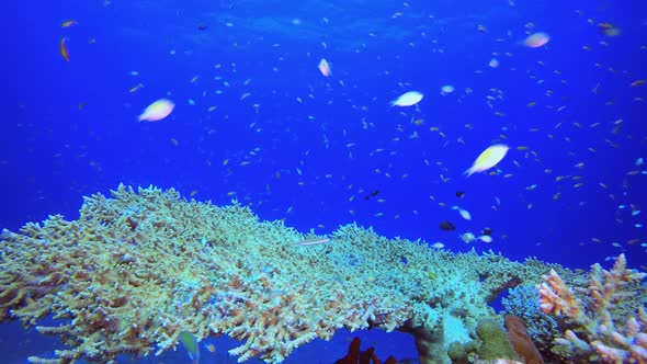 Underwater World Red Sea