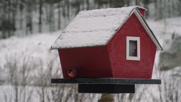 A Single Eurasian Bullfinch Moving Around A Red Birdhouse. -close up shot