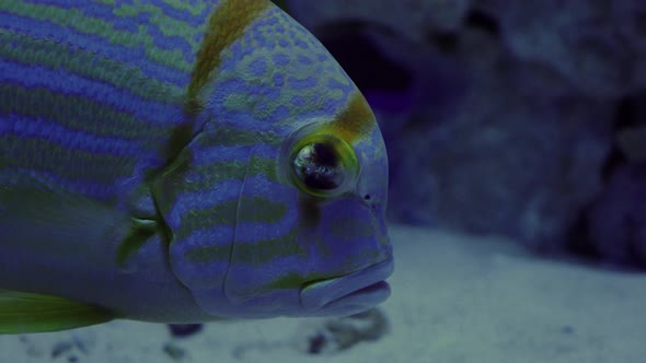 Blue-Lined Sea Bream, Symphorichthys Spilurus, Single Fish Is Floating, Fish Closeup, Oceanarium