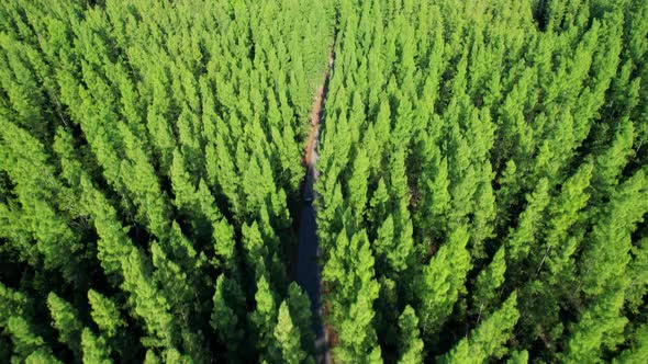 Aerial view from drone over pine forest. 4K