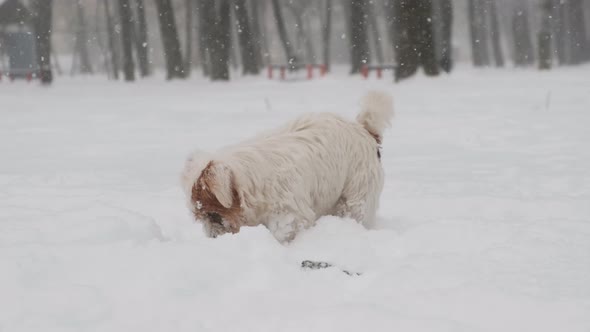 Adorable Jack Russell Dog Playing in Snow