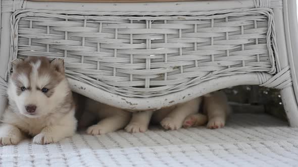 Cute Siberian Husky Puppy Lying In A Room Slow Motion