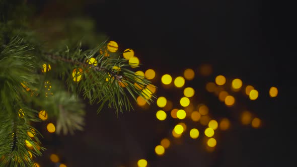 Branches of a Christmas Tree in the Foreground