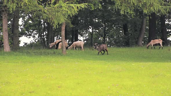 A Flock of Sheep and Sheep and Goats Graze on a Green Meadow and Eat Green Grass.