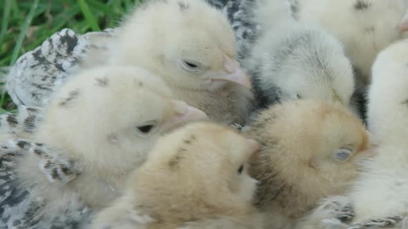 ZOOM OUT REVEAL Bantam chicks huddling together to keep warm
