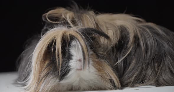 Studio Footage of Beautiful Guinea Pigs with Long Fur Resting