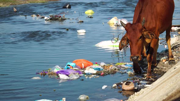 Close up gimbal shot of cow walking on riverbanks among garbage