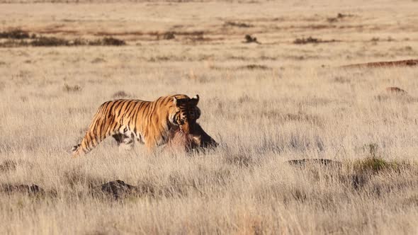 Predator Bengal Tiger drags warthog prey in golden savanna grass