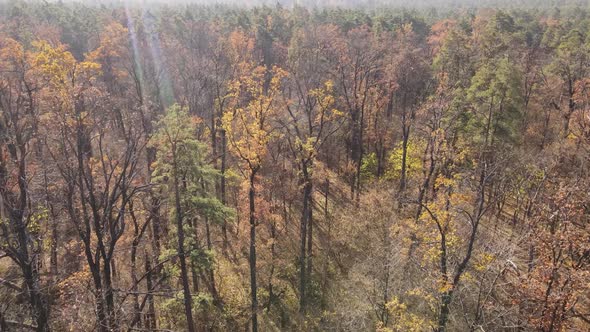 Trees in the Autumn Forest in the Afternoon