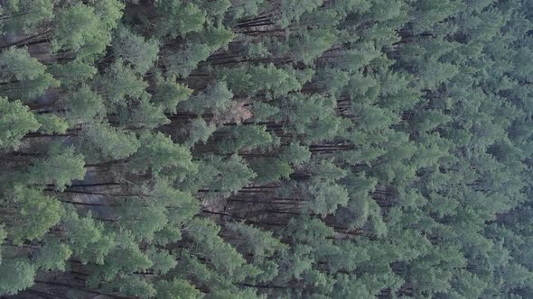 Vertical Video of Green Pine Forest By Day Aerial View