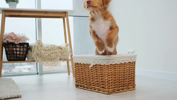 Toller Puppy Jumping Out From Basket