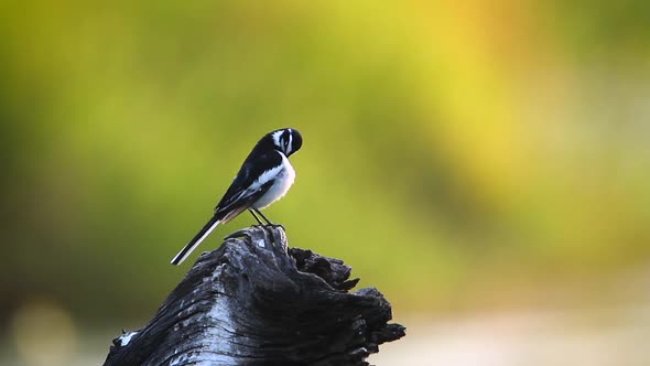 African Pied Wagtail in Kruger National park, South Africa