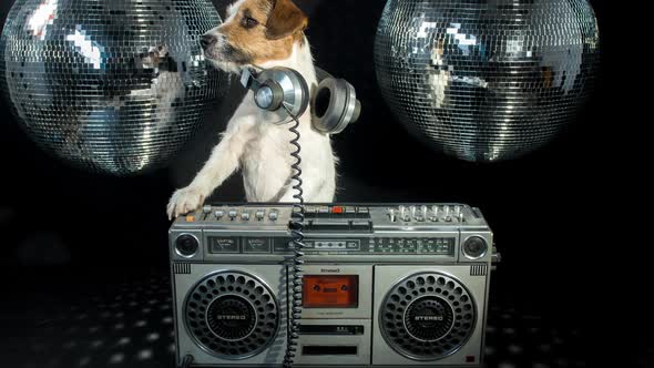 dog disco puppy animal pet funny music doggy hifi stereo ghettoblaster