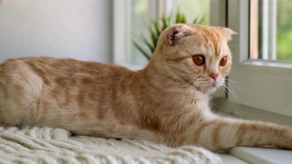 Orange Colour Cat is Sitting Next to the Window and Looking Outside