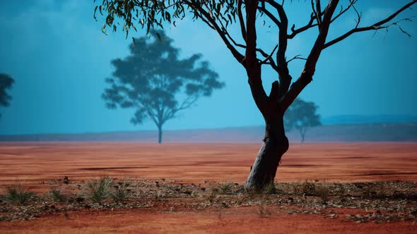 African Savanna Landscape with Acacia Trees